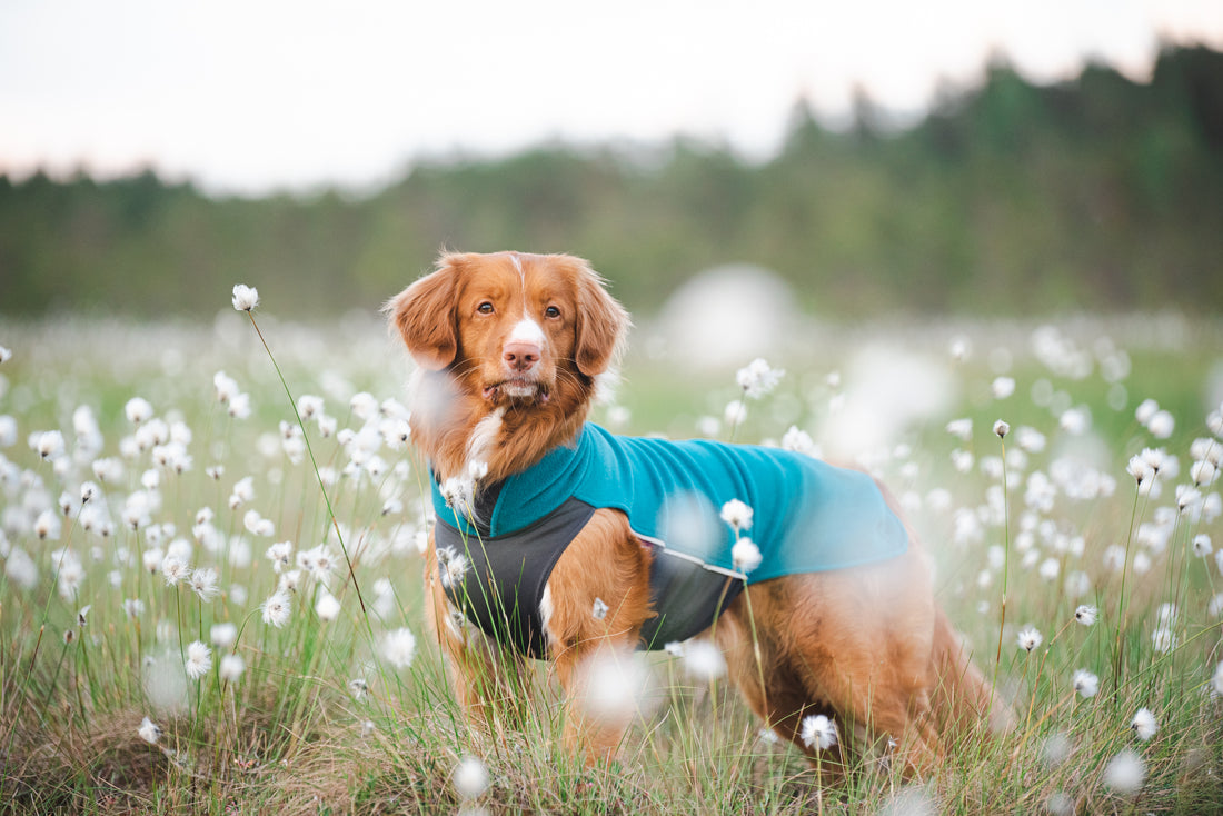 Pomppa Jumppa manteau polaire pour chien Petrol