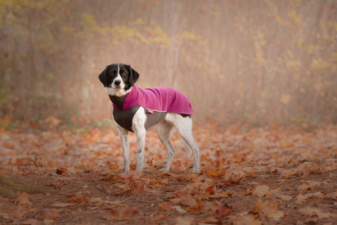 Pomppa Jumppa manteau polaire pour chien Plum