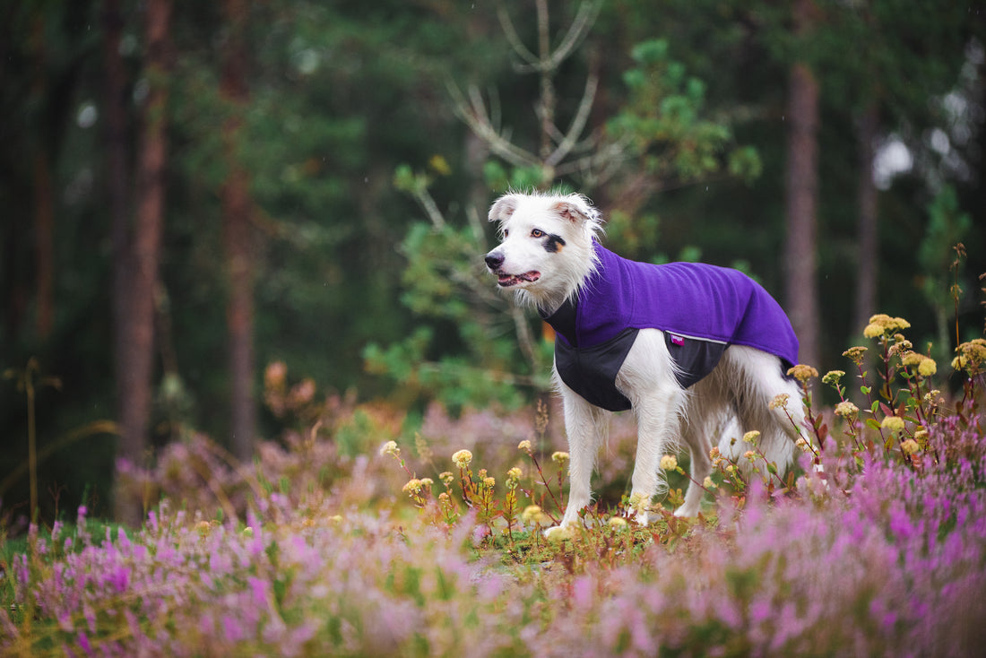 Pomppa Jumppa manteau polaire pour chien Violet