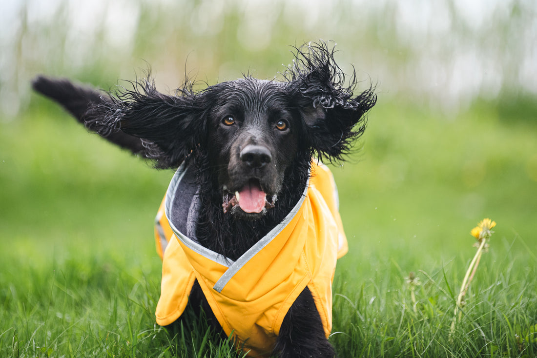 Pomppa Kevyt manteau imperméable pour chien Curry