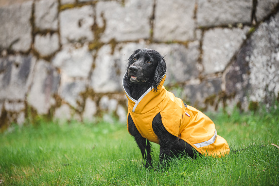 Pomppa Kevyt manteau imperméable pour chien Curry