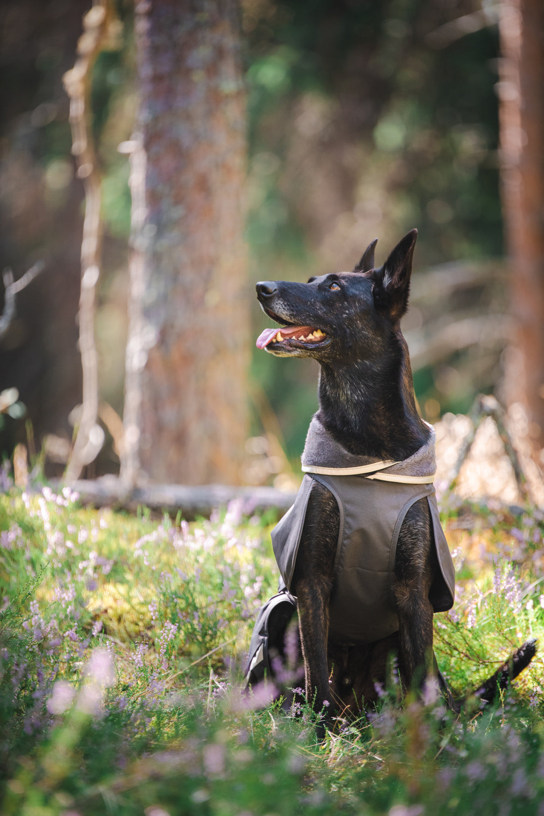 Pomppa Kevyt manteau imperméable pour chien Graphite