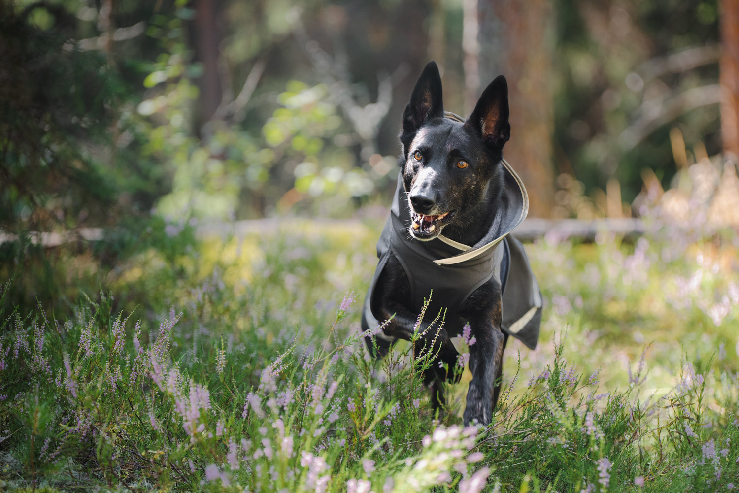 Pomppa Kevyt manteau imperméable pour chien Graphite