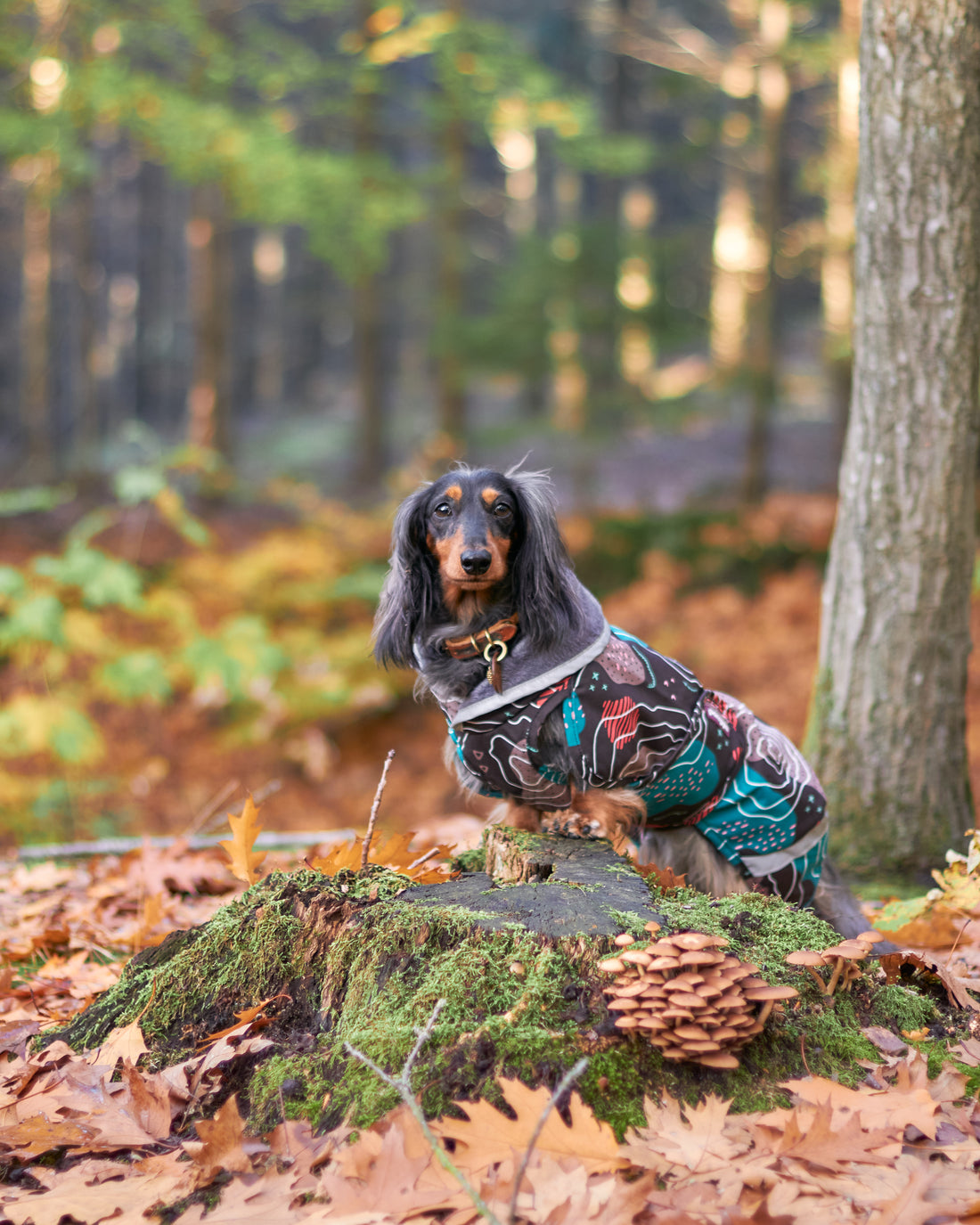 Pomppa Kevyt manteau imperméable pour chien Kartta