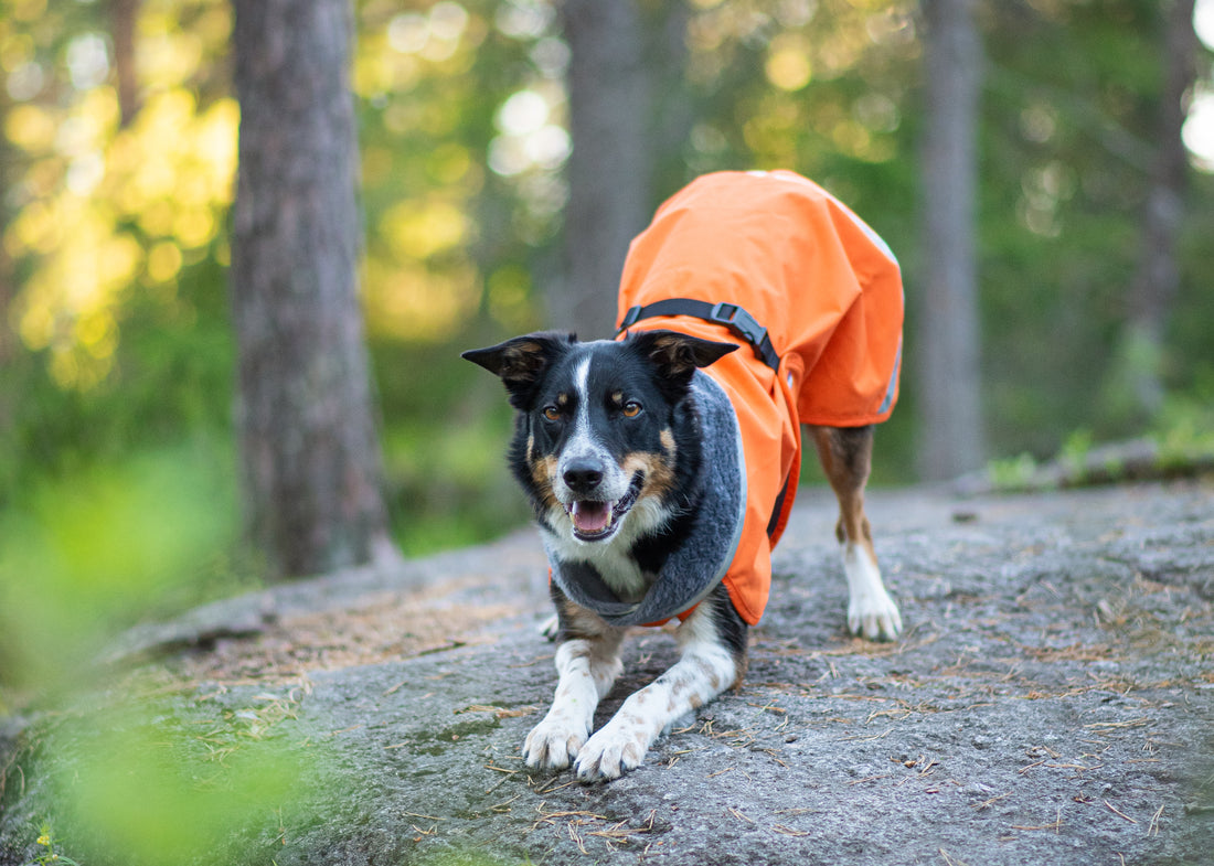 Pomppa Kevyt manteau imperméable pour chien Orange