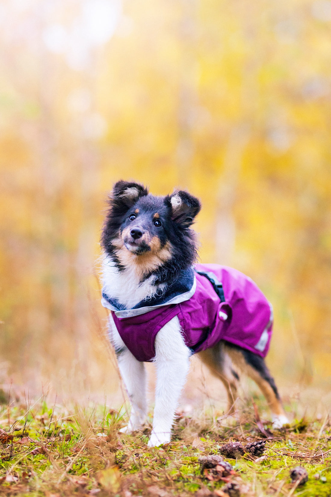 Pomppa Kevyt manteau imperméable pour chien Plum