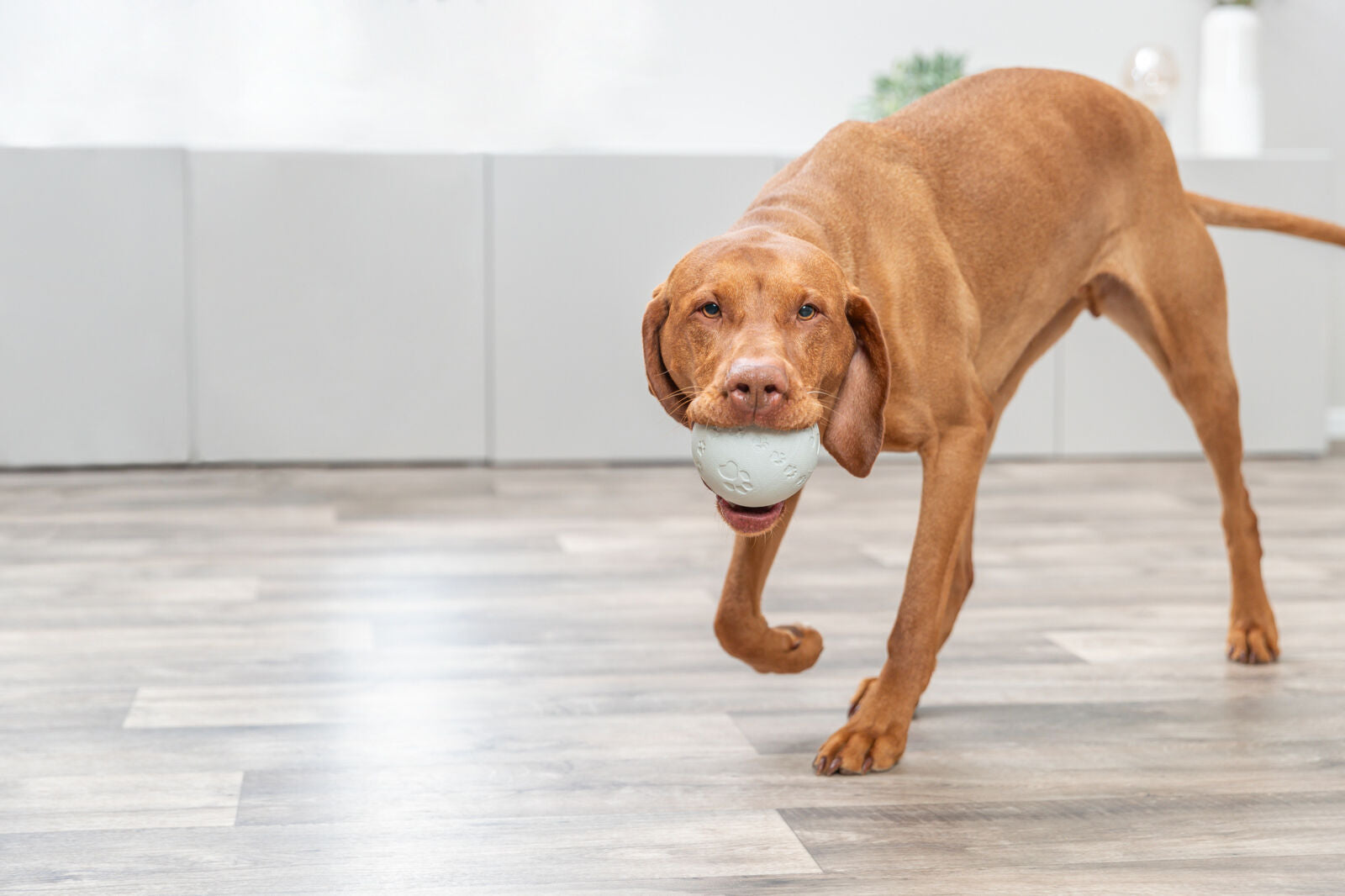 BALLE A FRIANDISES POUR CHIEN