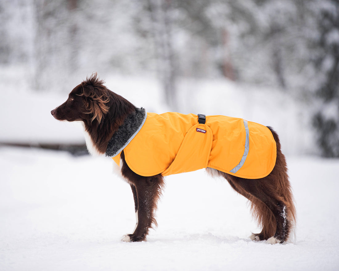 Pomppa Perus manteau imperméable pour chien Curry