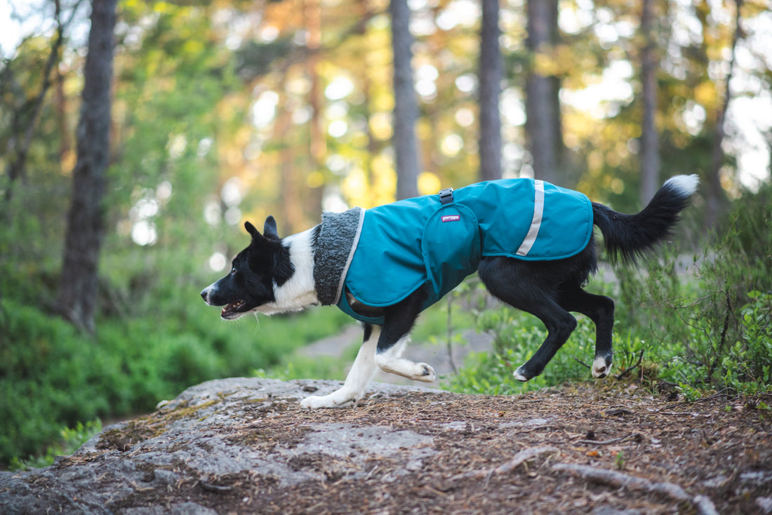 Pomppa Perus manteau imperméable pour chien Petrol