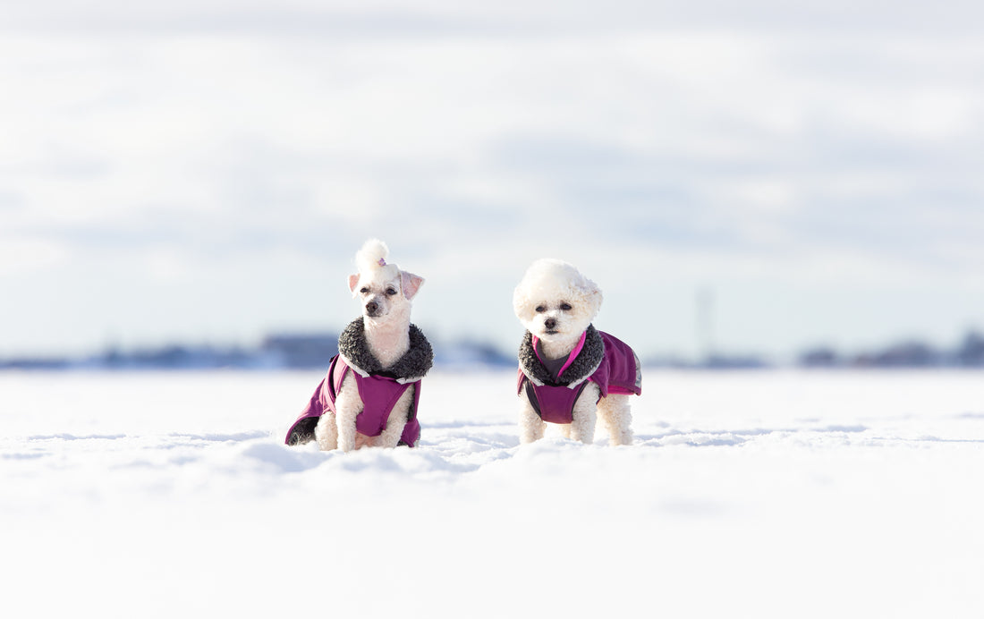 Pomppa Perus manteau imperméable pour chien Plum