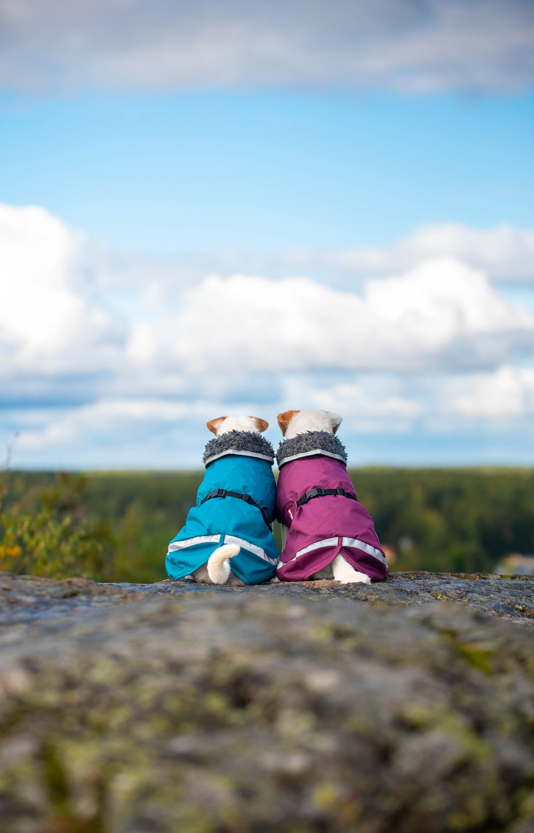 Pomppa Perus manteau imperméable pour chien Petrol