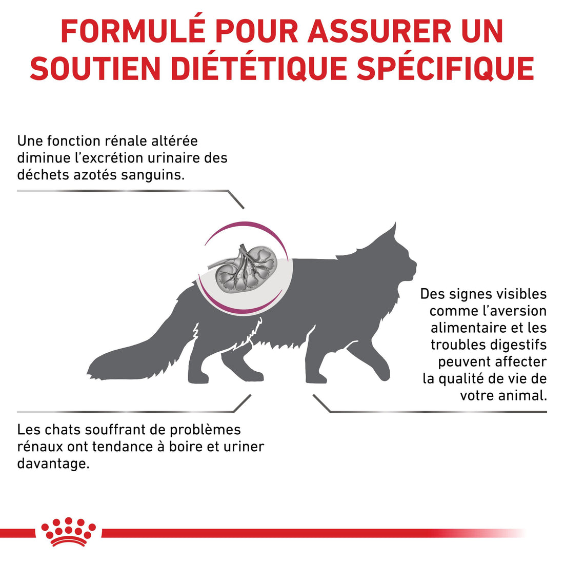 Royal Canin Veterinary Renal Special - Aliment pour chat