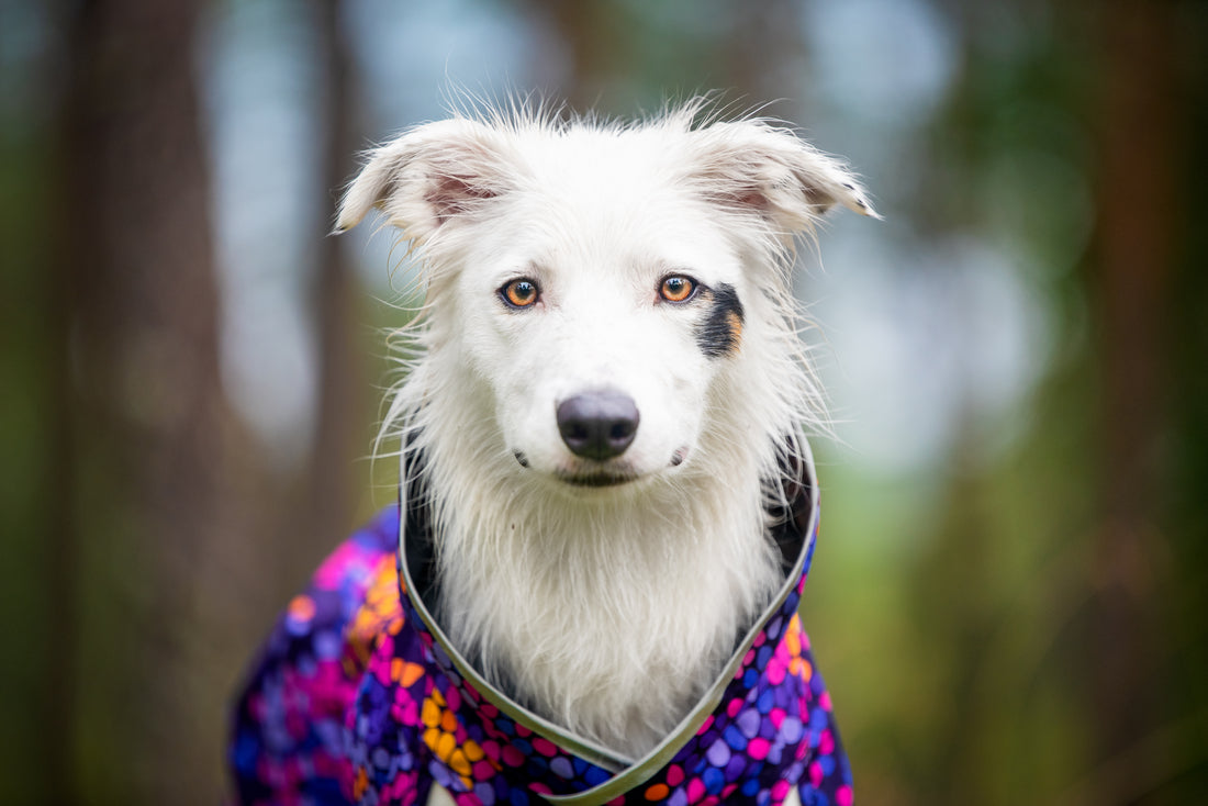 Pomppa Sade manteau imperméable pour chien Cosmos