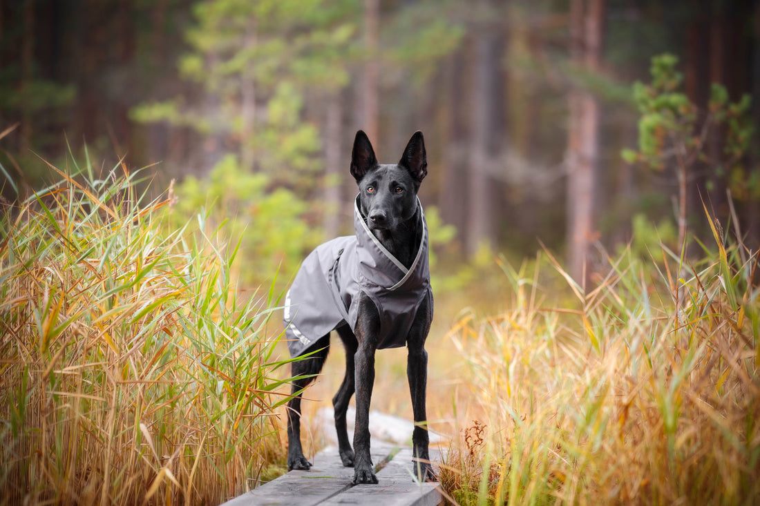 Pomppa Sade manteau imperméable pour chien Graphite