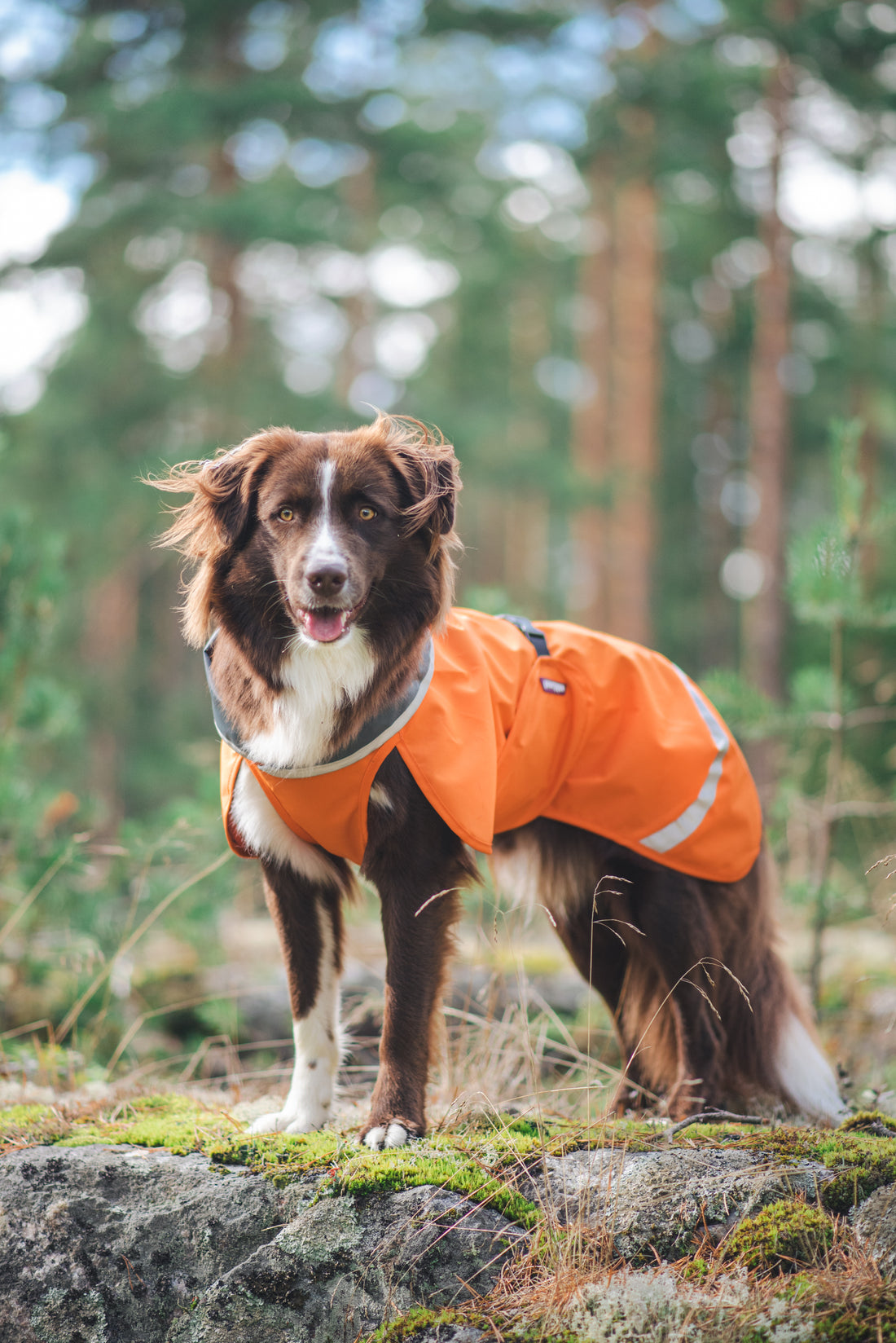 Pomppa Sade manteau imperméable pour chien Orange