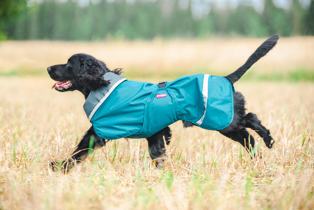 Pomppa Sade manteau imperméable pour chien Petrol