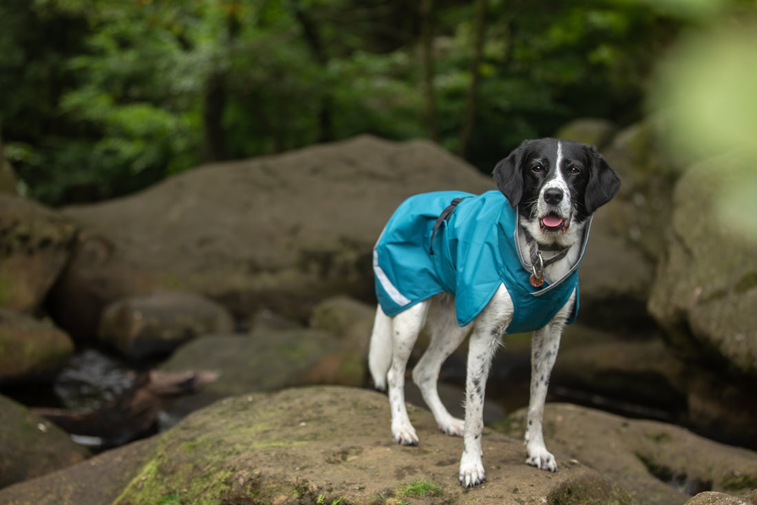 Pomppa Sade manteau imperméable pour chien Petrol