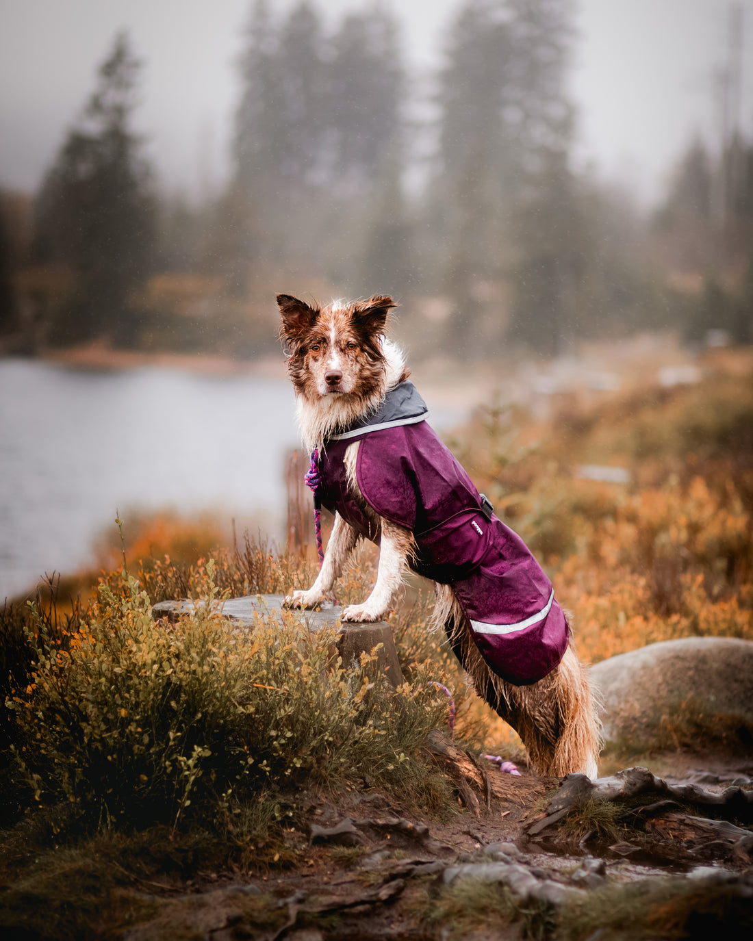 Pomppa Sade manteau imperméable pour chien Plum