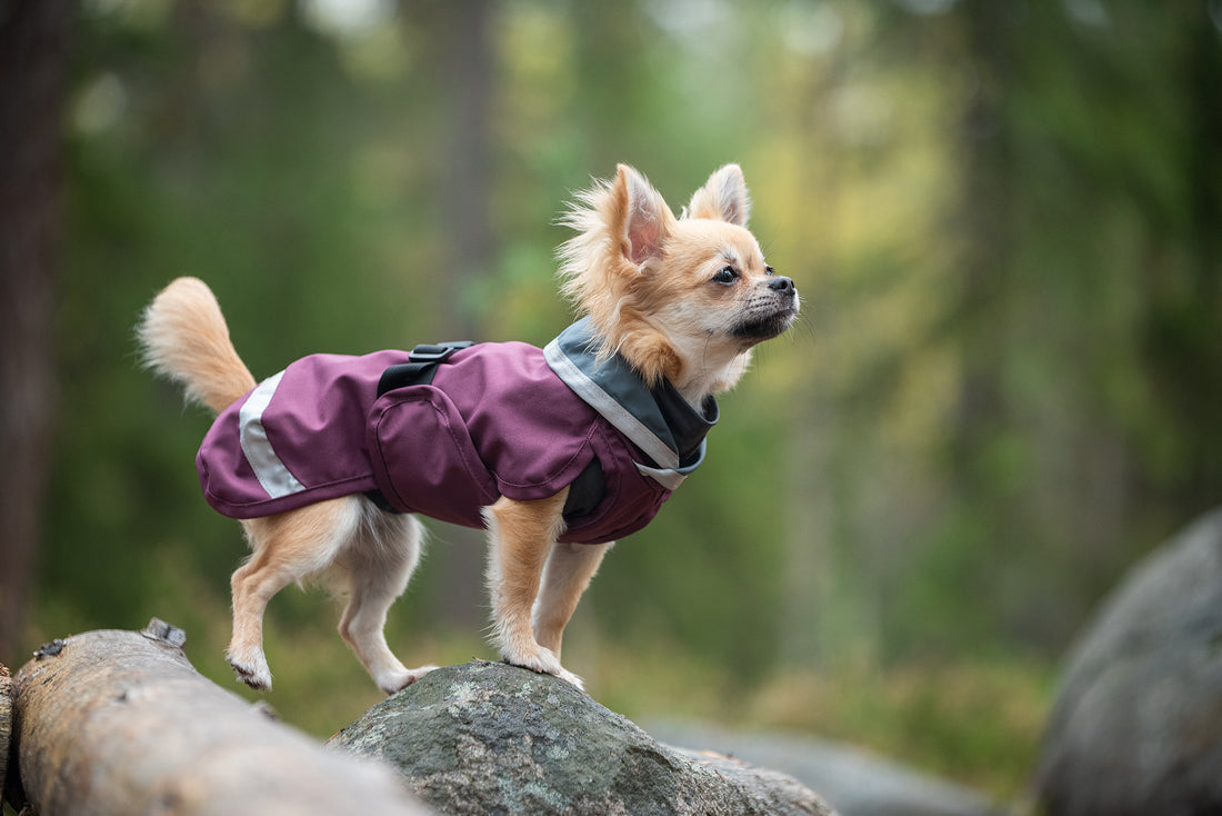Pomppa Sade manteau imperméable pour chien Plum