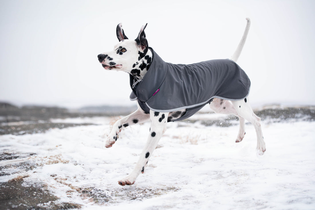 Pomppa Sportti manteau imperméable et chaud pour chien actif Graphite