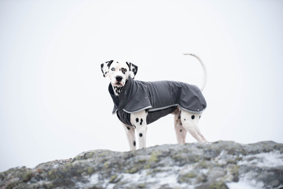 Pomppa Sportti manteau imperméable et chaud pour chien actif Graphite