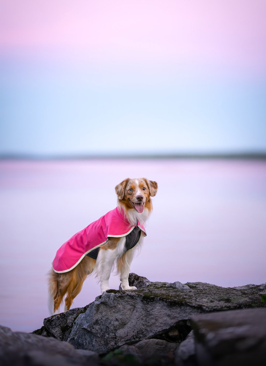 Pomppa Sportti manteau imperméable et chaud chien actif Pink
