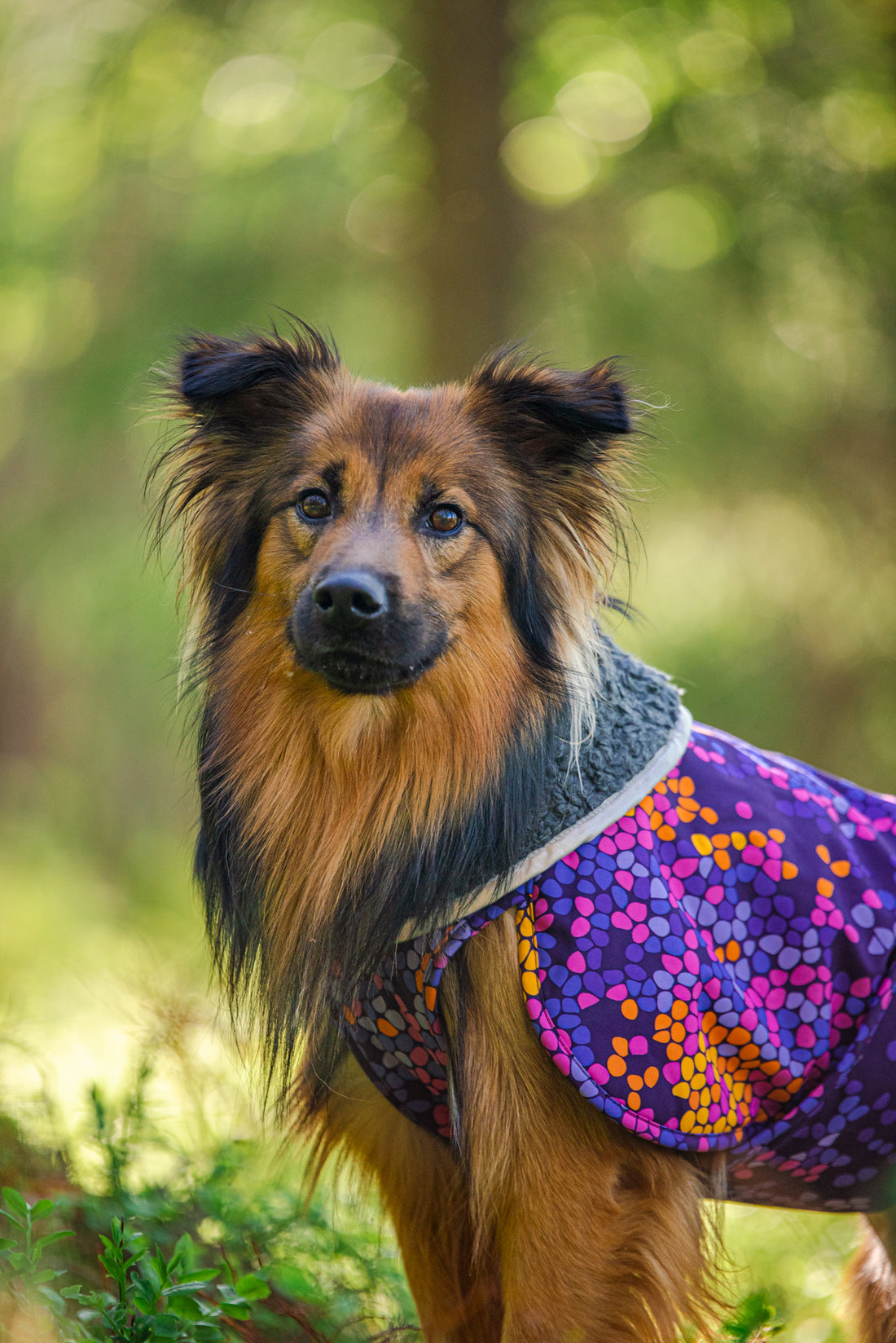 Pomppa Toppa manteau imperméable doublé pour chien Cosmos
