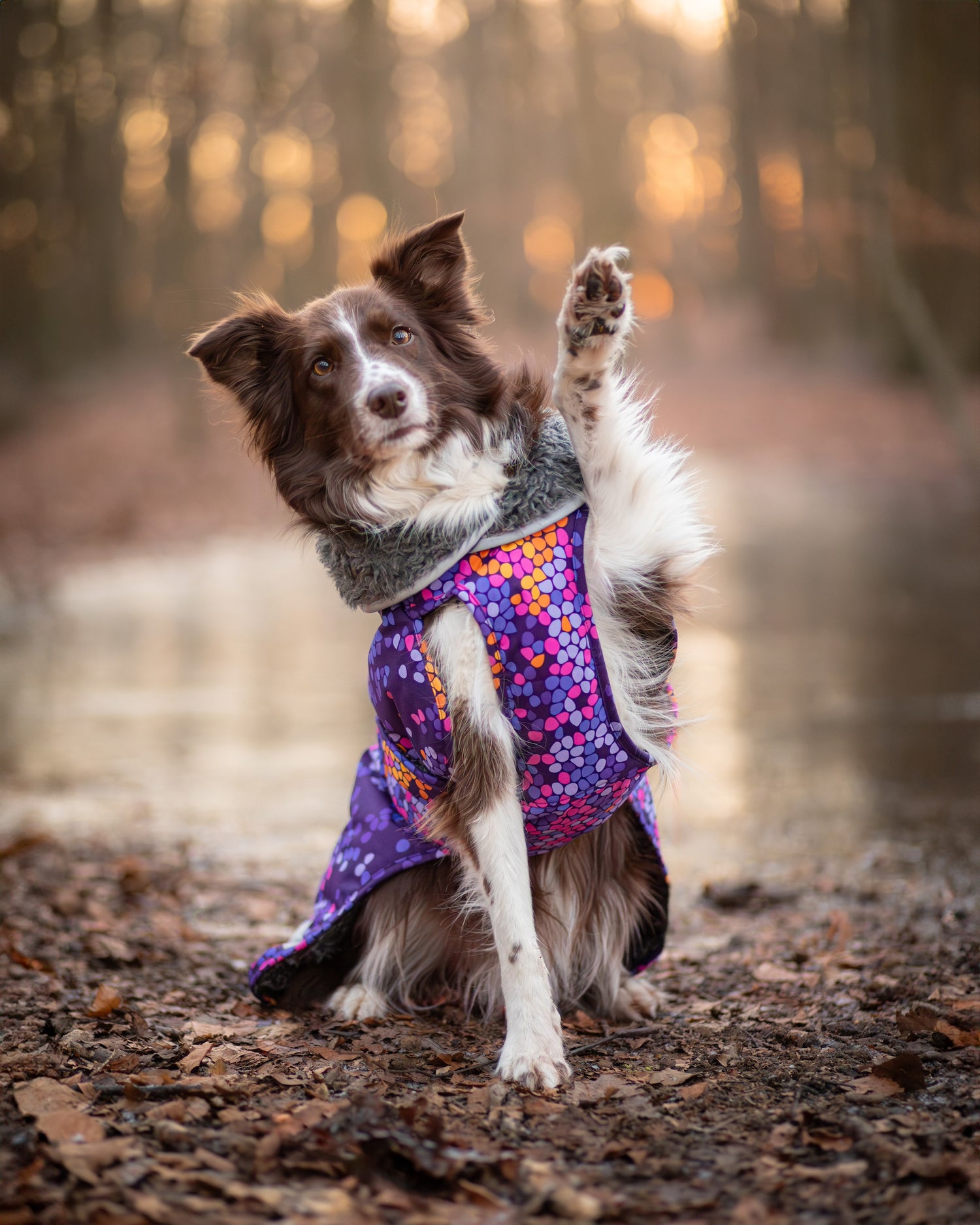 Pomppa Toppa manteau imperméable doublé pour chien Cosmos