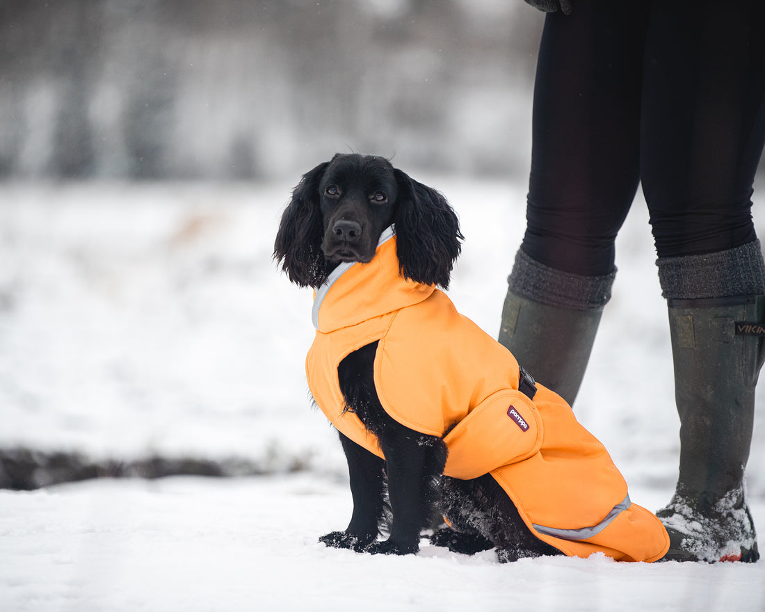 Pomppa Toppa manteau imperméable doublé pour chien Curry