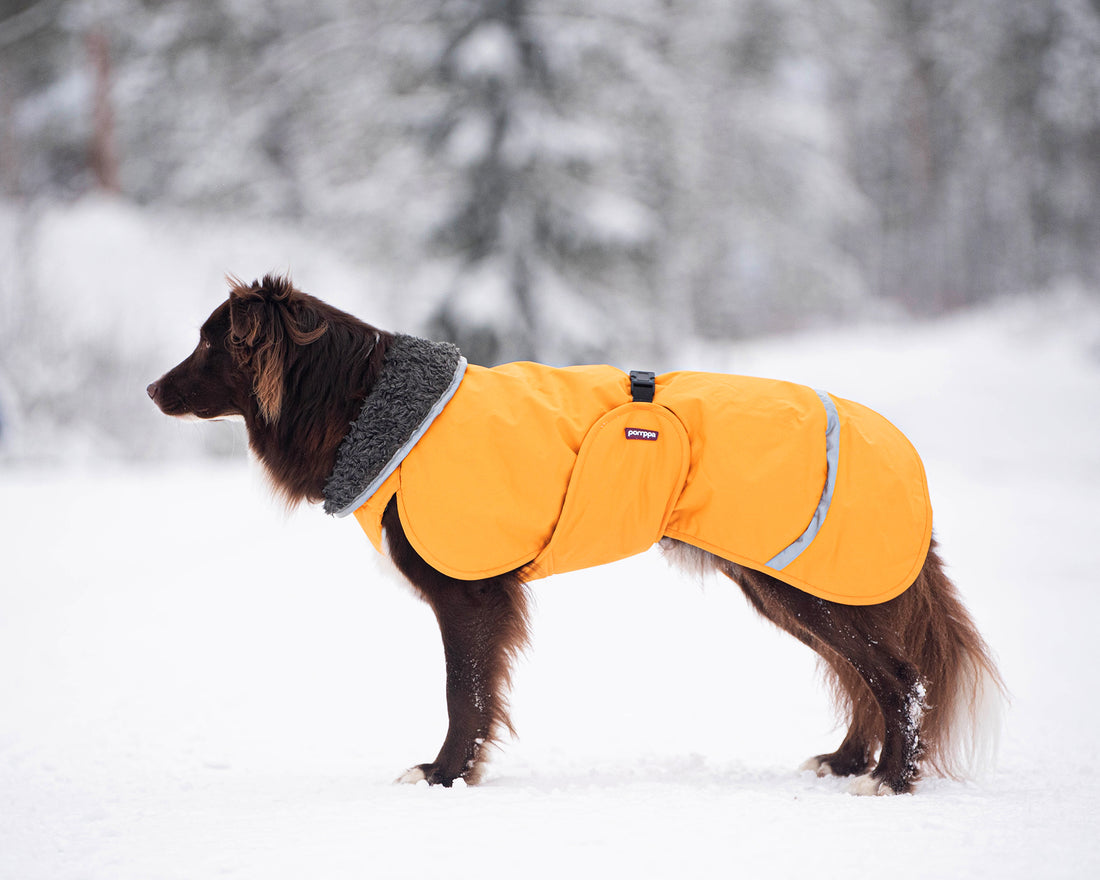 Pomppa Toppa manteau imperméable doublé pour chien Curry