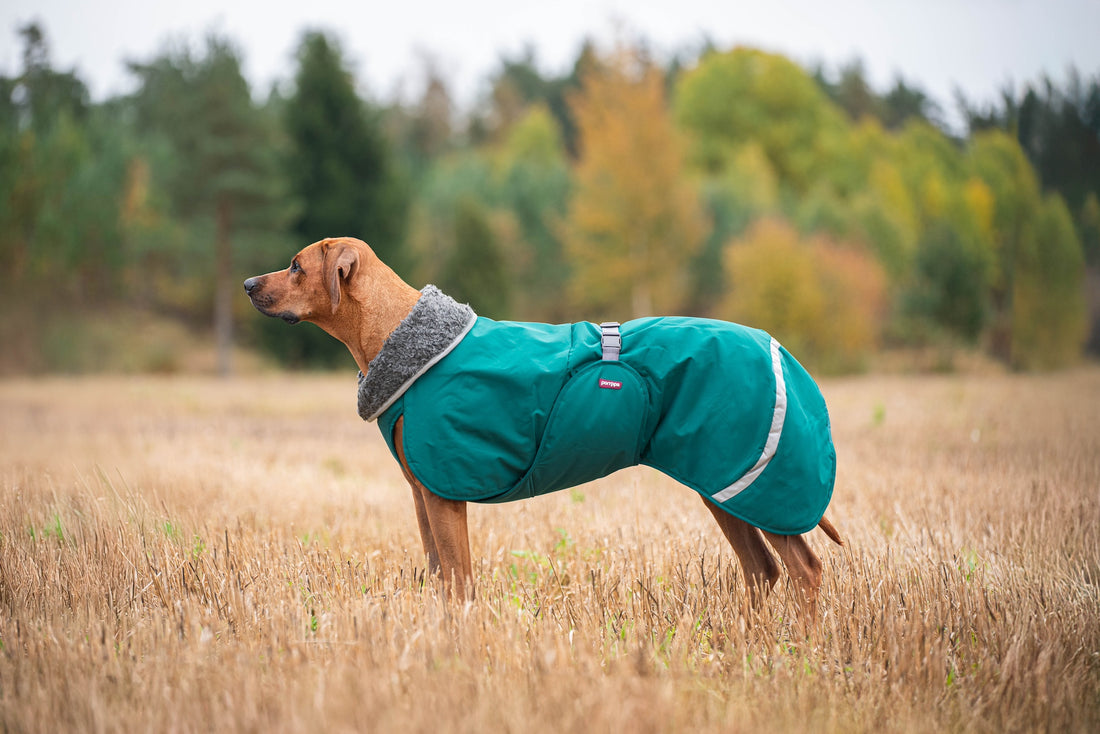 Pomppa Toppa manteau imperméable doublé pour chien Forest