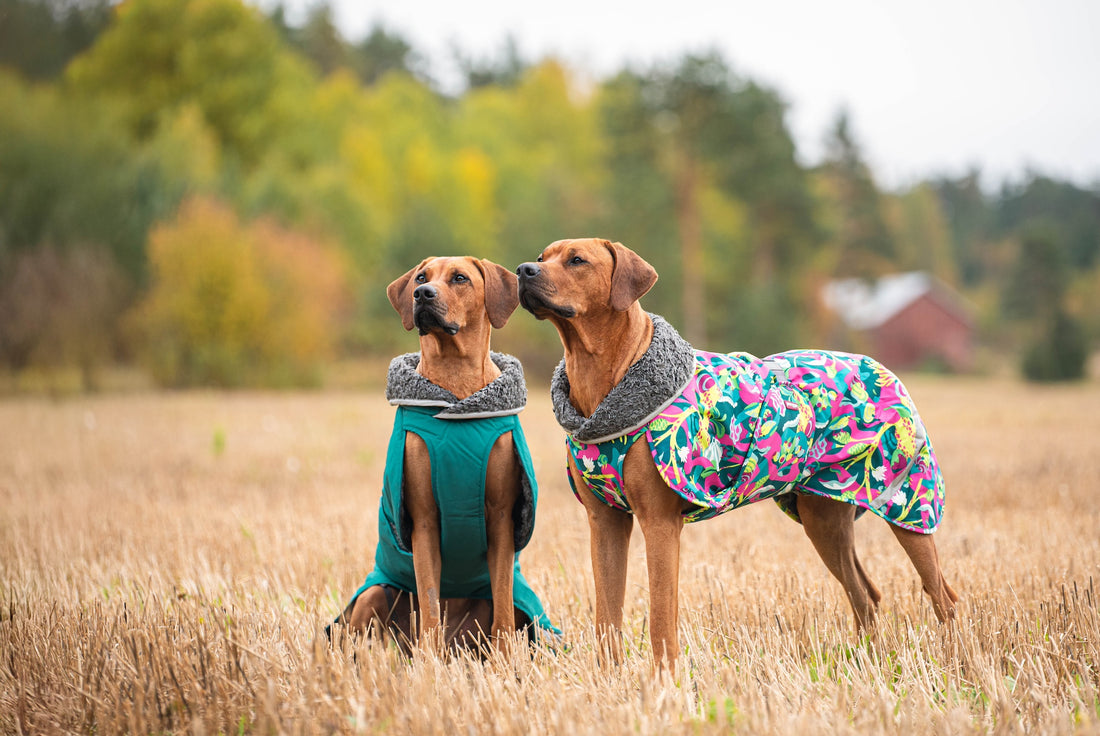 Pomppa Toppa manteau imperméable doublé pour chien Sky