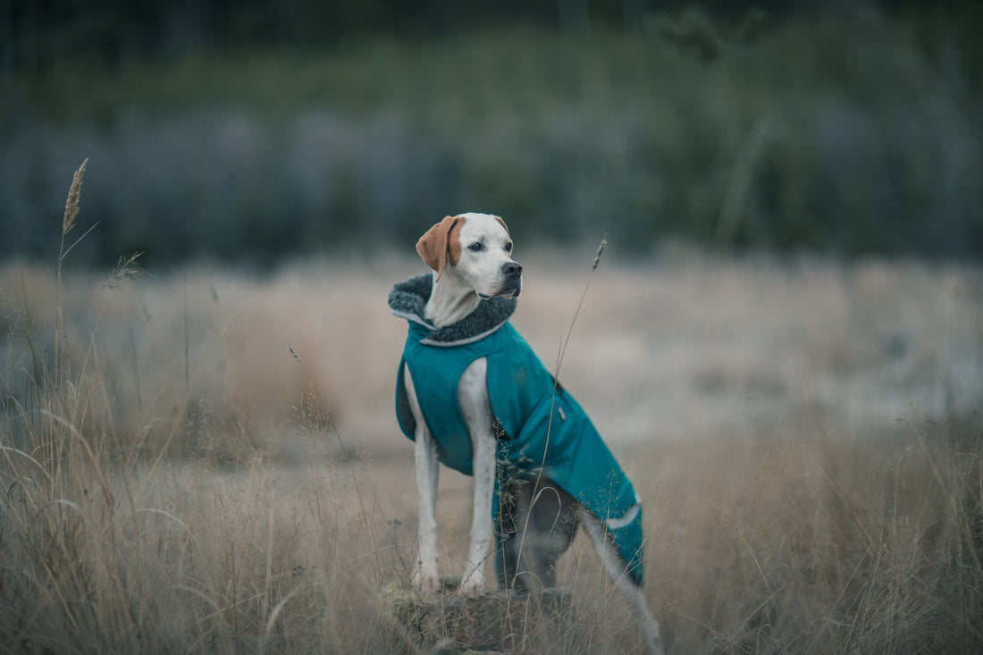 Pomppa Toppa manteau imperméable doublé pour chien Petrol
