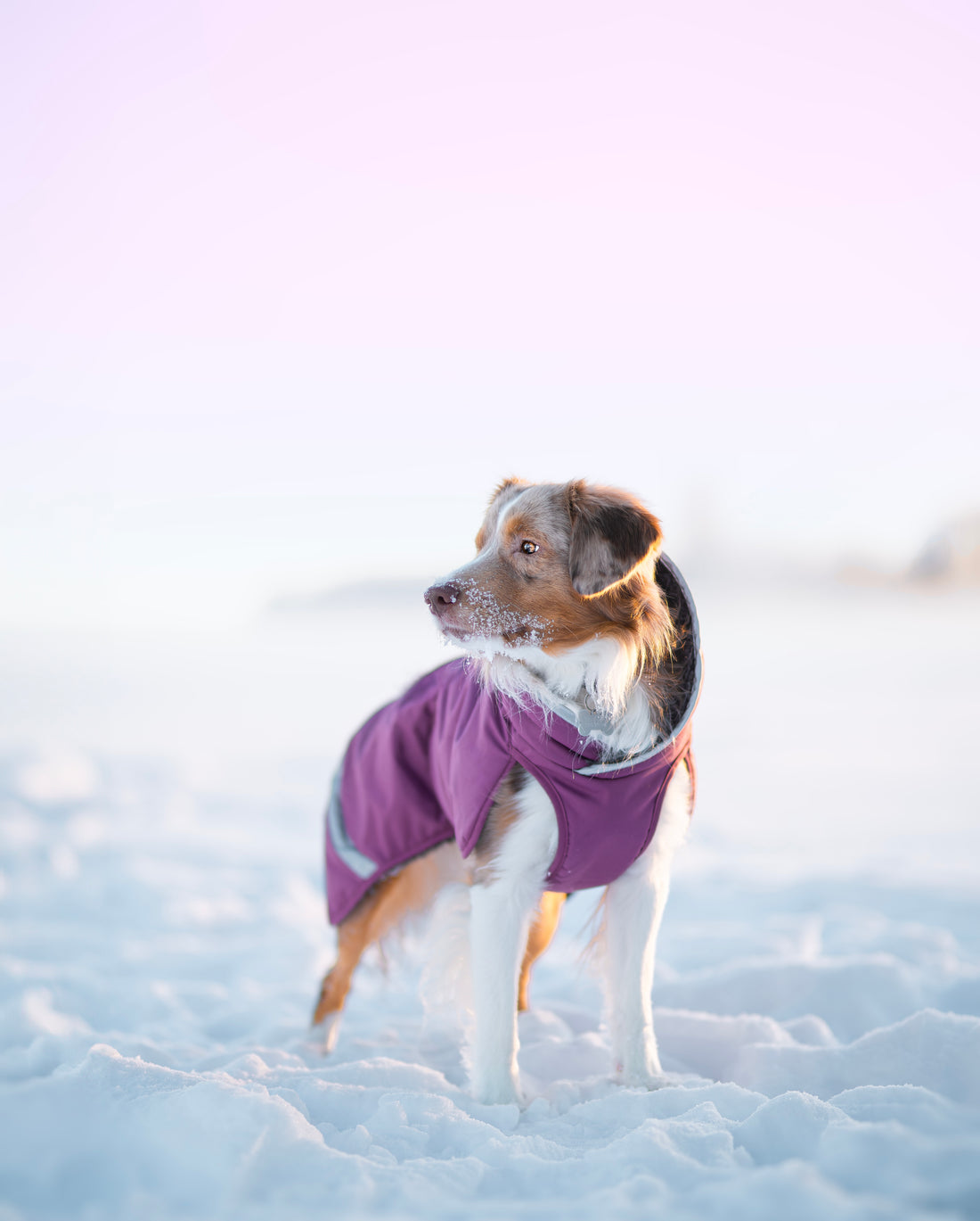 Pomppa Toppa manteau imperméable doublé pour chien Plum