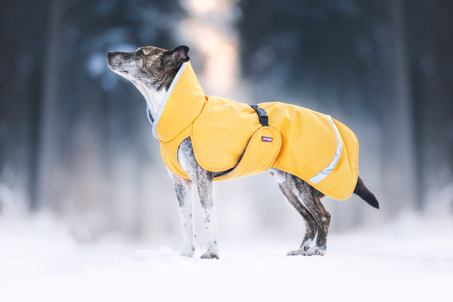 Pomppa Toppa manteau imperméable doublé pour chien Dandelion