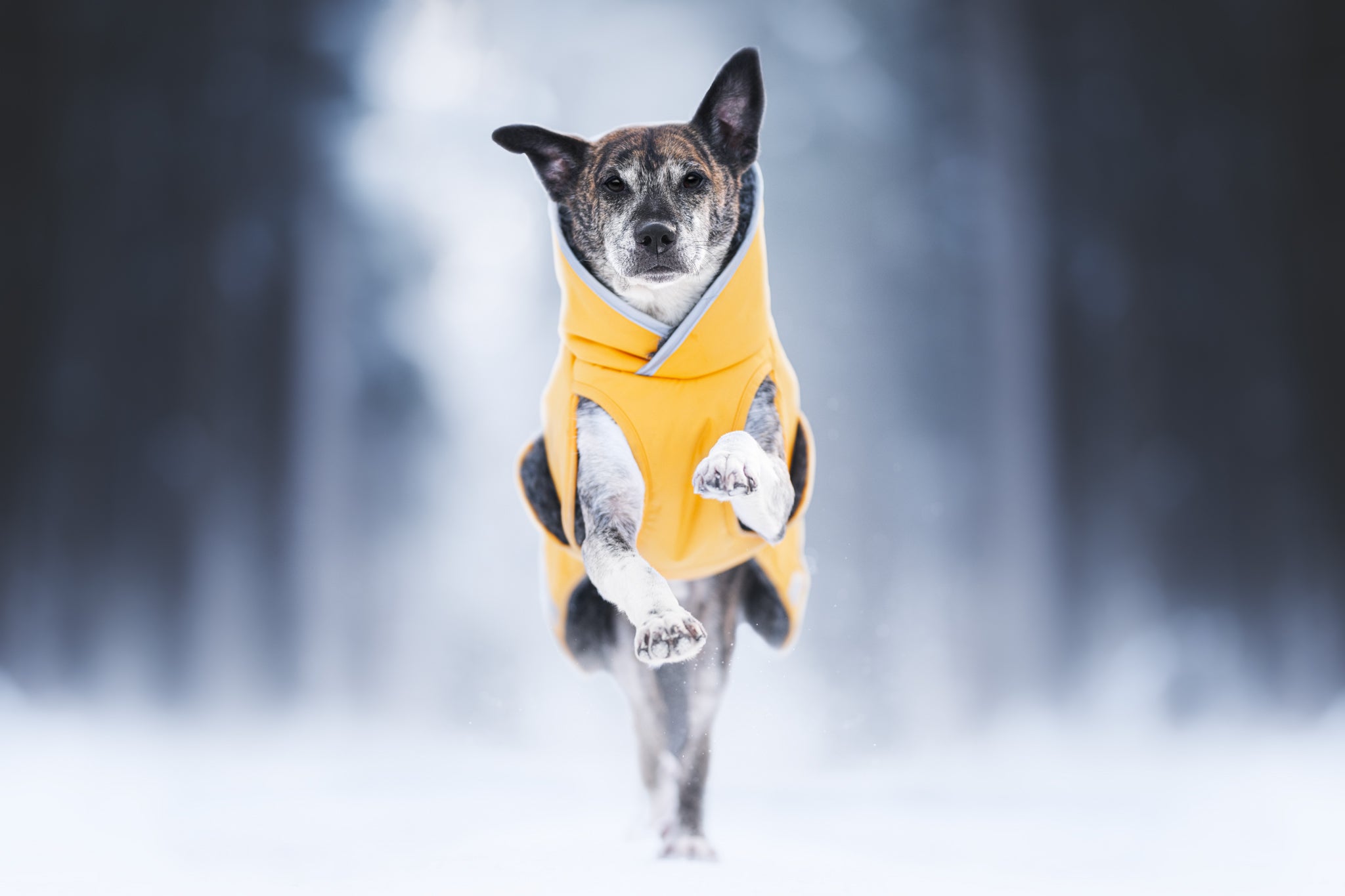 Pomppa Toppa manteau imperméable doublé pour chien Dandelion