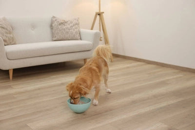 Gamelle à lecher turquoise