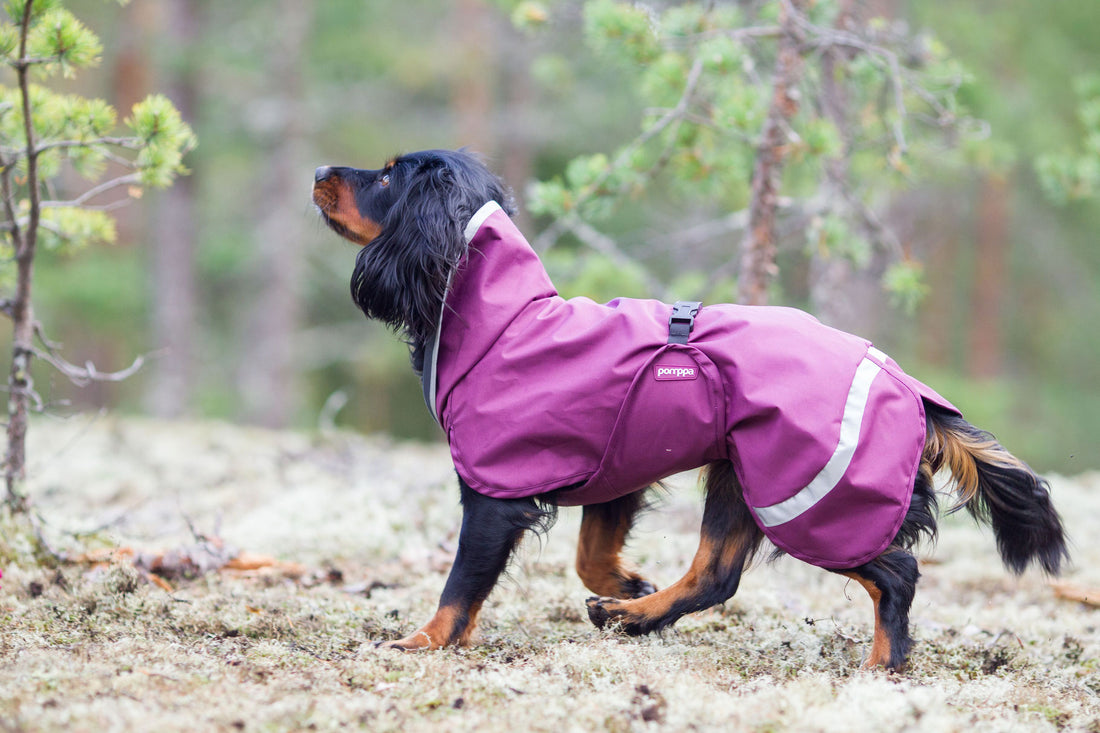 Pomppa Sade manteau imperméable pour chien Calluna