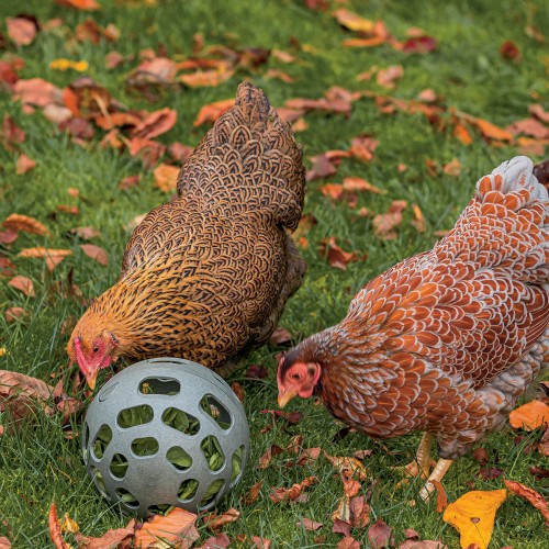 Accessoires et couveuses - Balle distributrice pour poules