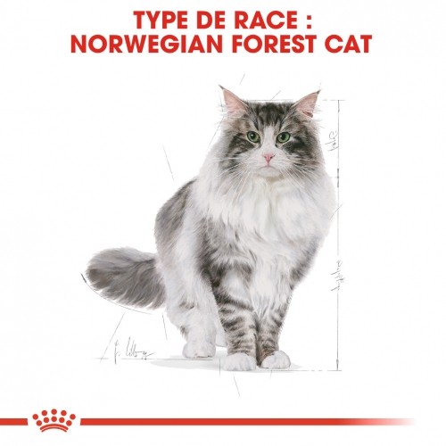 Alimentation pour chat - Royal Canin Norvégien Adult pour chats