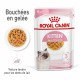 Alimentation pour chat - Royal Canin Kitten en Gelée - Pâtée pour chaton pour chats