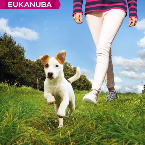 Alimentation pour chien - Eukanuba Breed Specific Jack Russel pour chiens