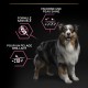 Care Friday - PRO PLAN Sensitive Skin Medium & Large Adult au Saumon - Croquettes pour chien pour chiens