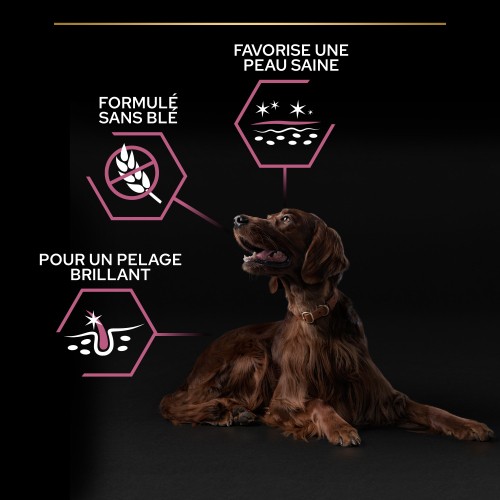 Alimentation pour chien - PRO PLAN Sensitive Skin Large Athletic Adult au Saumon - Croquettes pour chien pour chiens