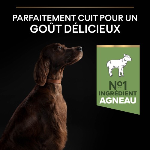 Alimentation pour chien - PRO PLAN Sensitive Digestion Large Athletic Adult à la Agneau - Croquettes pour chien pour chiens