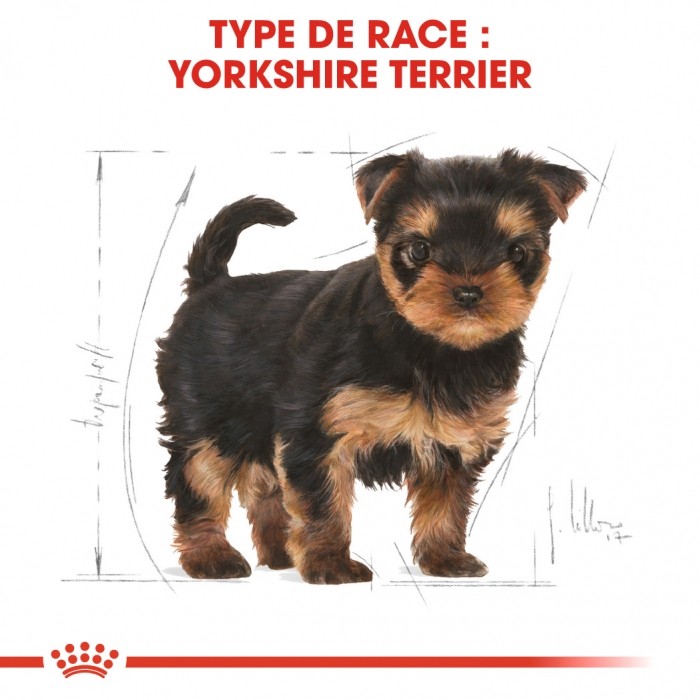 Alimentation pour chien - Royal Canin Yorkshire Terrier Puppy - Croquettes pour chiot pour chiens