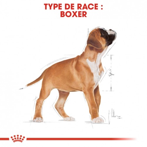 Alimentation pour chien - Royal Canin Boxer Puppy - Croquettes pour chiot pour chiens