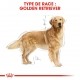 Alimentation pour chien - Royal Canin Golden Retriever Adult - Croquettes pour chien pour chiens
