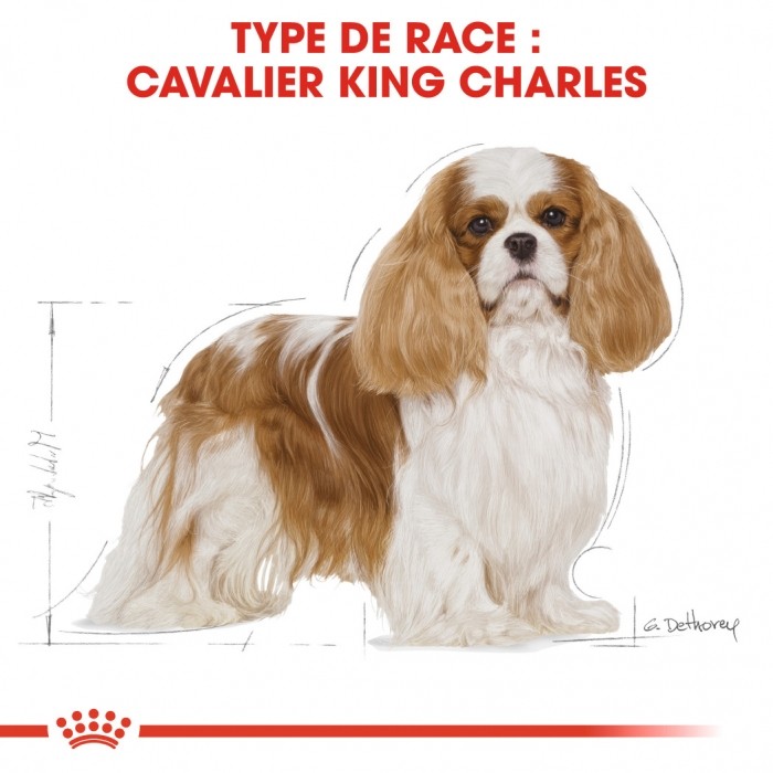 Alimentation pour chien - Royal Canin Cavalier King Charles Adult - Croquettes pour chien pour chiens