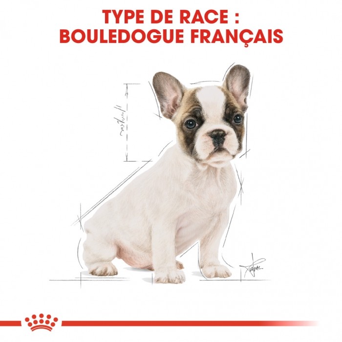 Alimentation pour chien - Royal Canin Bouledogue Français Puppy - Croquettes pour chiot pour chiens